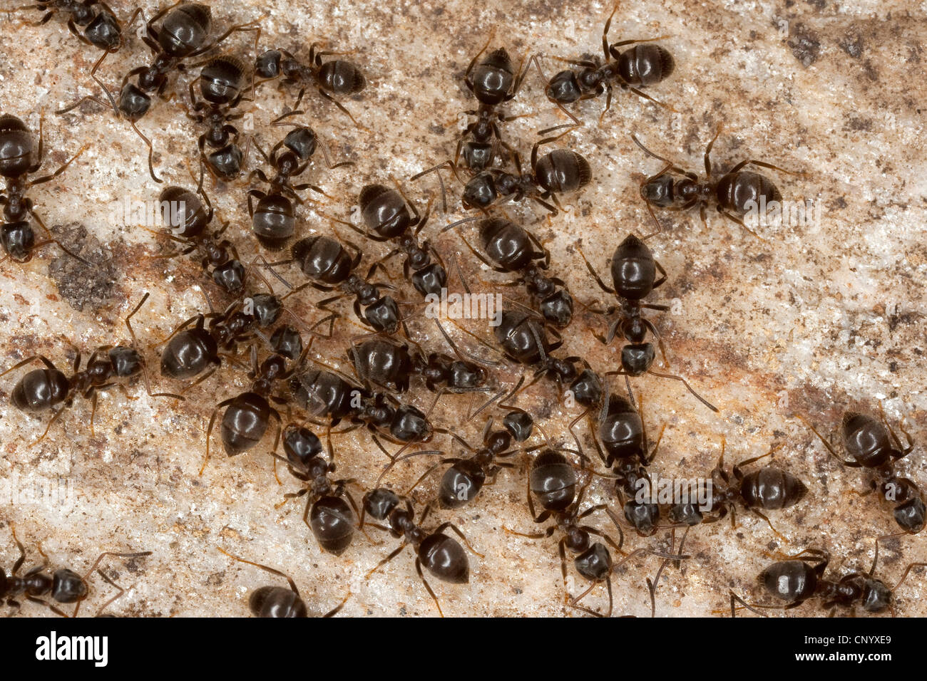 Black ant, fourmi noire, jardin commun (Lasius niger) ant, beaucoup d'animaux sur la masse de pierre, Allemagne Banque D'Images