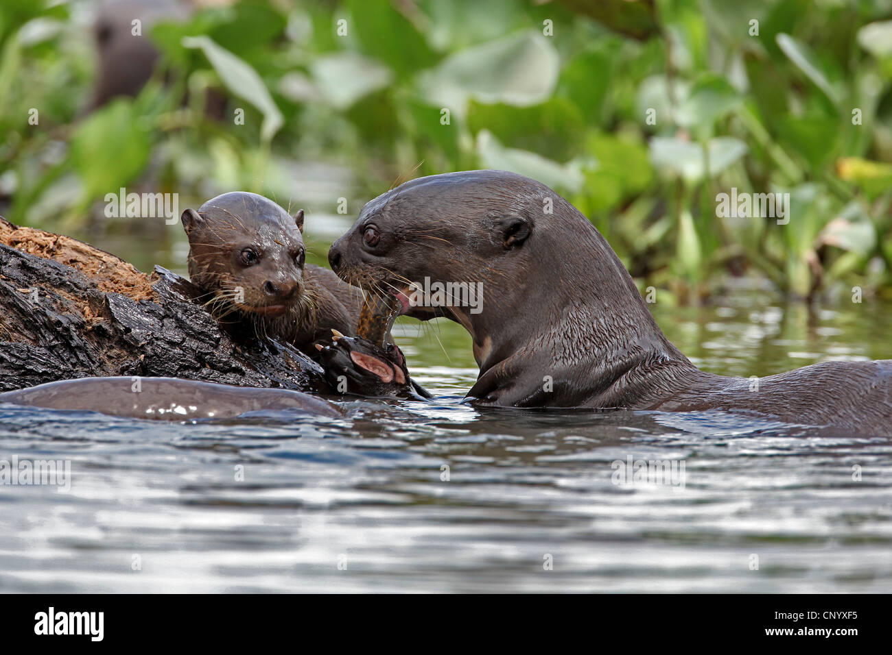 La loutre géante (Pteronura brasiliensis), adulte et cub, Brésil Banque D'Images