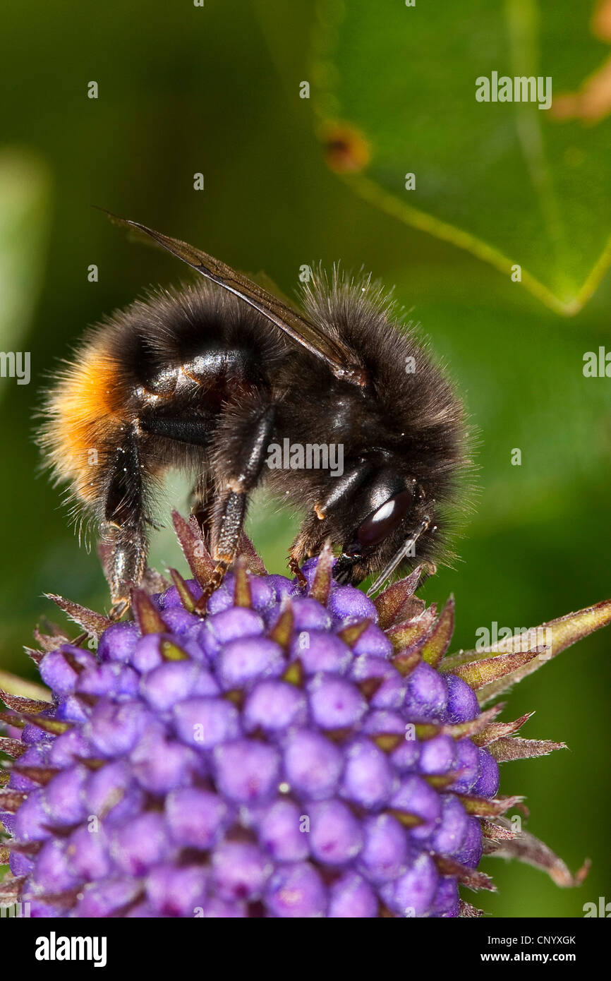 Le cerf rouge de bourdons (Bombus lapidarius, Pyrobombus lapidarius, Aombus lapidarius), femme assise sur une fleur de violette à nectar, Allemagne Banque D'Images