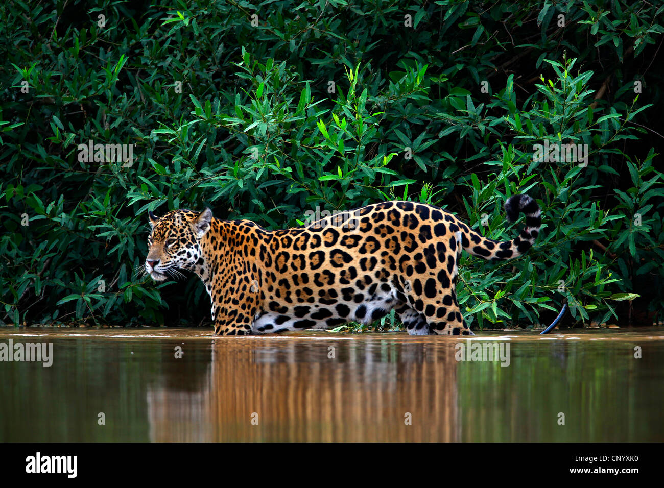 Jaguar (Panthera onca), marcher dans l'eau, Brésil, Pantanal Banque D'Images