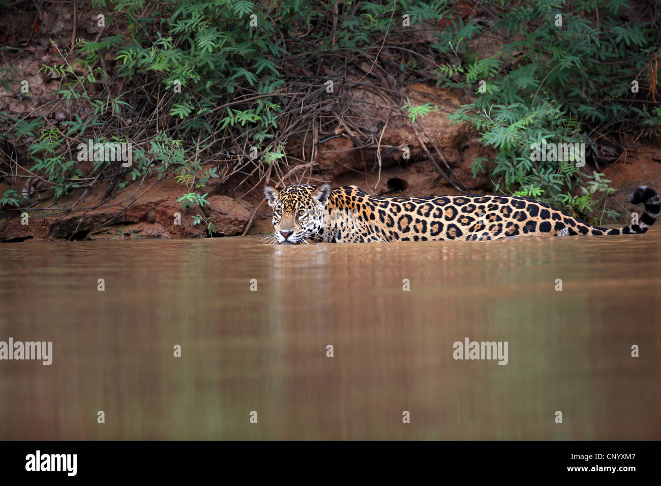 Jaguar Panthera Onca Nage Dans L eau Banque De Photographies Et D jaguar-panthera-onca-nage-dans-l-eau-banque-de-photographies-et-d