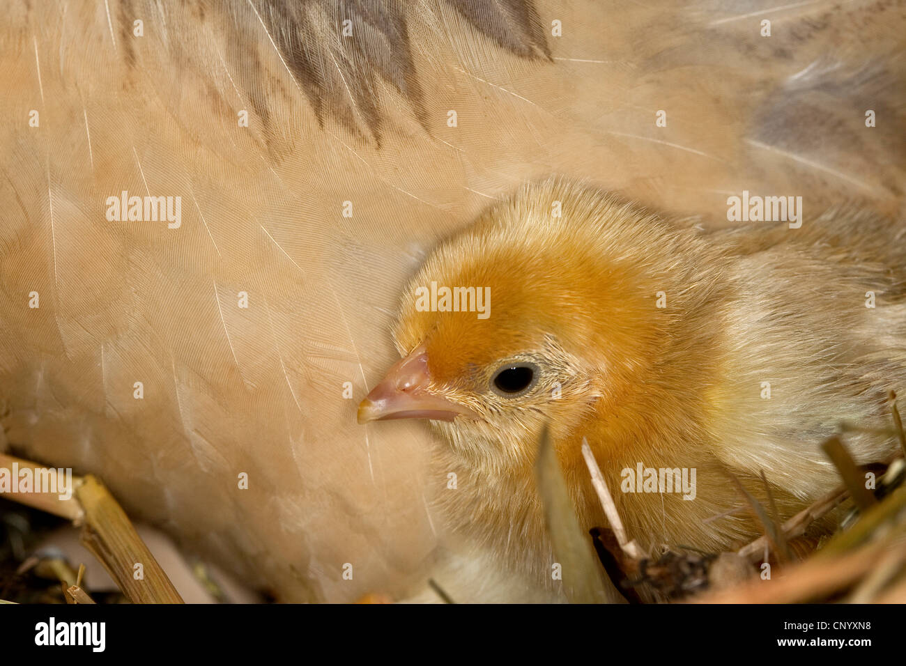 Bantam (Gallus gallus f. domestica), hen gardant les poussins au chaud , Allemagne Banque D'Images