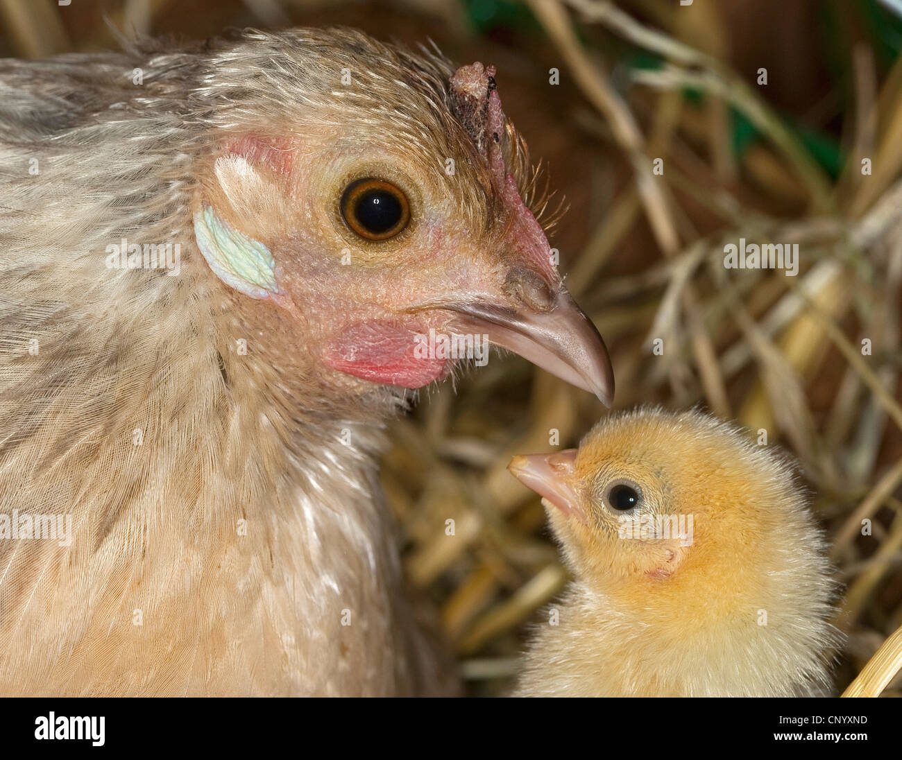 Bantam (Gallus gallus f. domestica), Poule et poussin, portrait, Allemagne Banque D'Images