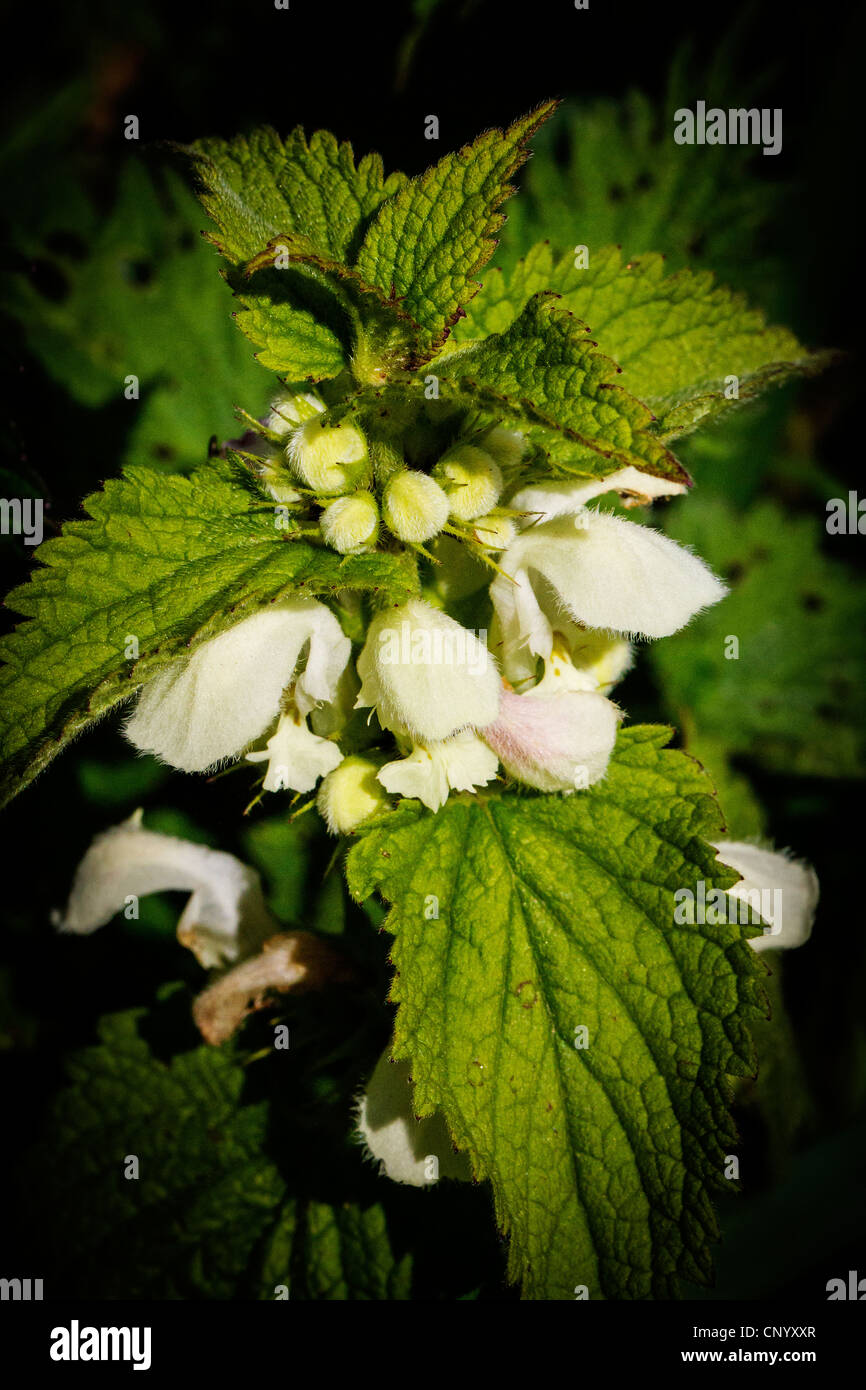 Close up of Lamium album, communément appelé ortie blanche ou blanc-morts d'orties. Banque D'Images