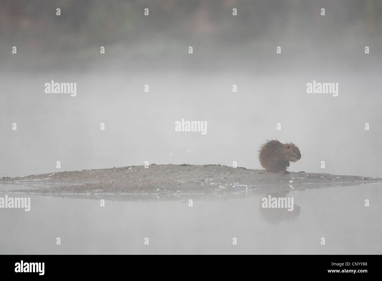 Ragondin, le ragondin (Myocastor coypus), sur une petite île dans un lac de brume du matin, l'ALLEMAGNE, Basse-Saxe, Wendland, Elbtalaue Banque D'Images