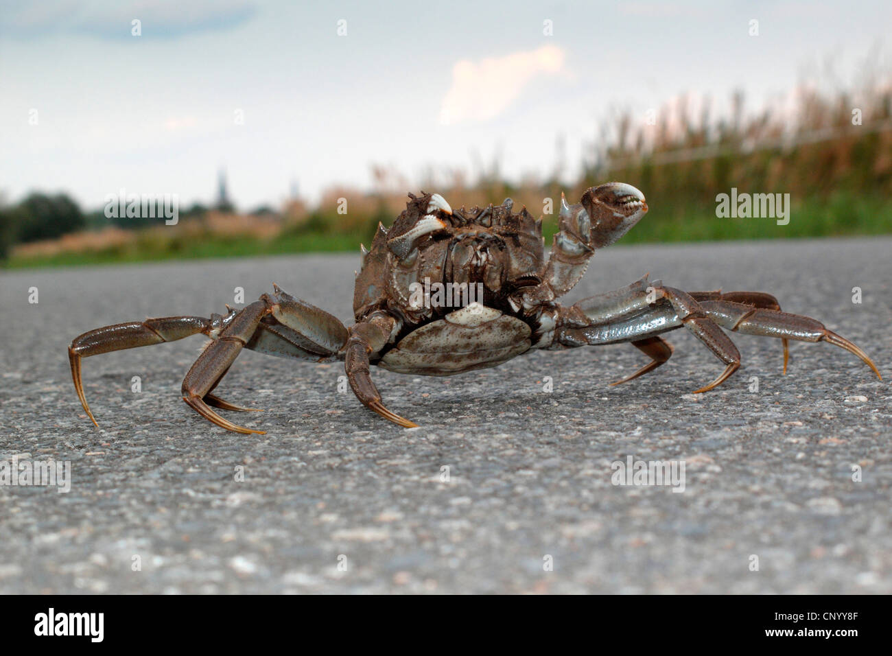 Terre pourpre, Crabe Crabe Gecarcinus ruricola (montagne), crabes de terre en geste menaçant sur une rue, ALLEMAGNE, Basse-Saxe, Wendland, Elbtalaue Banque D'Images