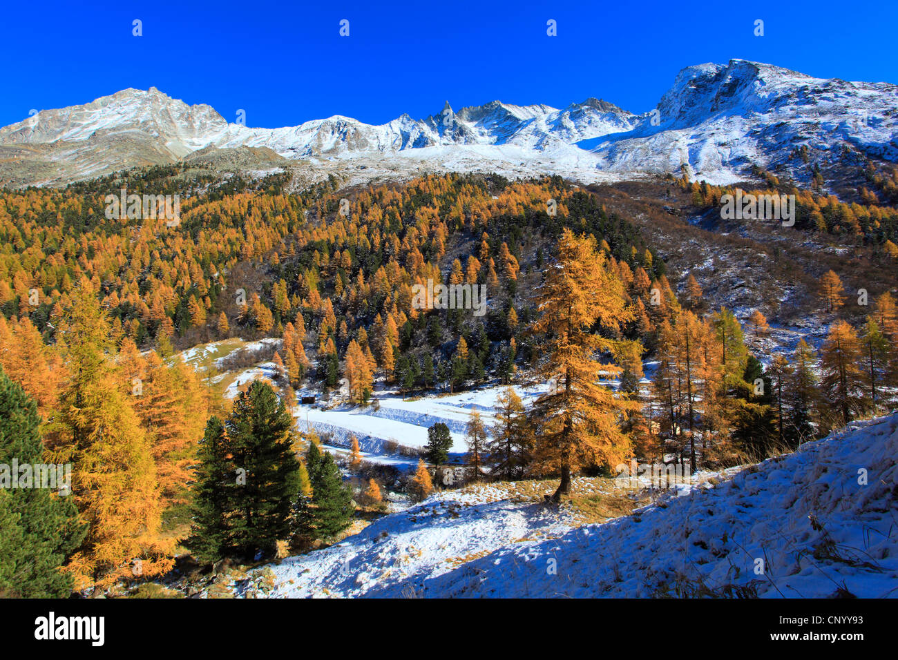 Le mélèze commun européen, mélèze (Larix decidua, Larix europaea), vue sur une forêt de mélèzes en automne chez l'aiguille de la TSA (3668 m), Suisse, Valais Banque D'Images