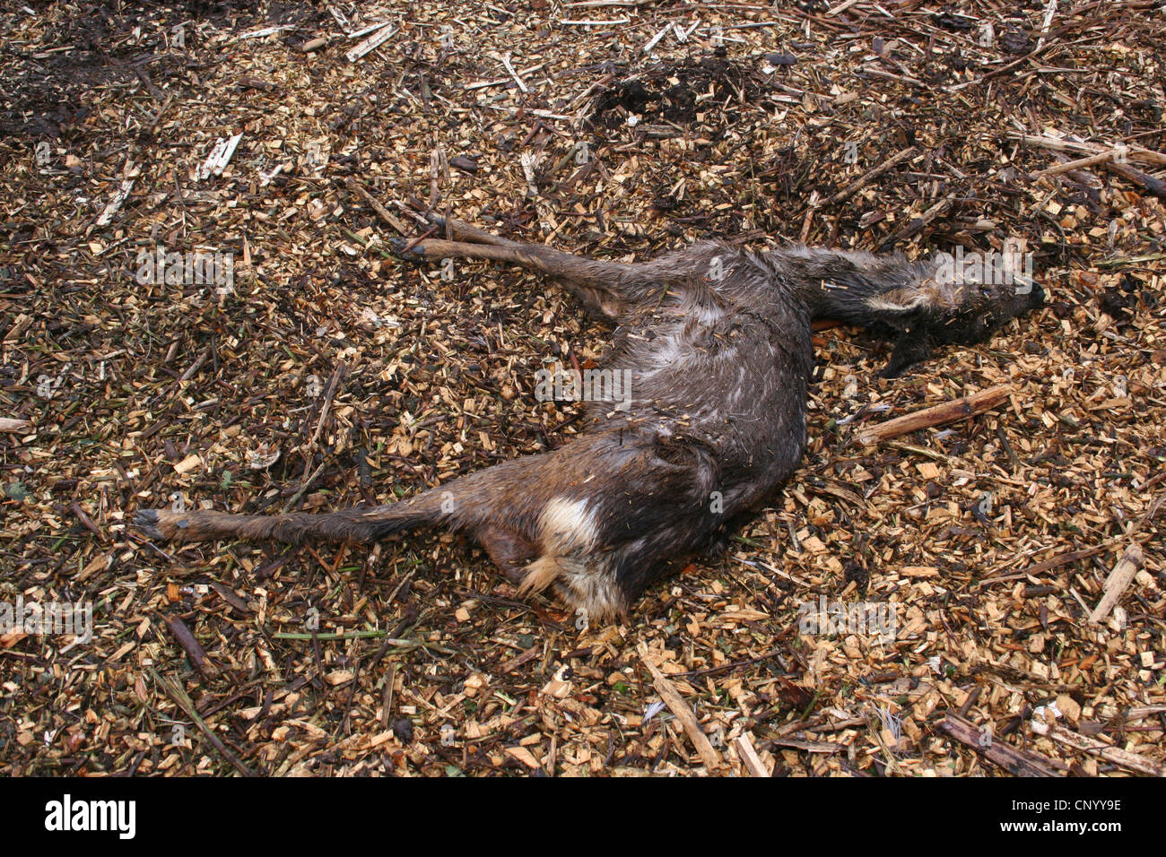 Le chevreuil (Capreolus capreolus), deadly faon tué par woodland effacée , Allemagne, Rhénanie du Nord-Westphalie Banque D'Images