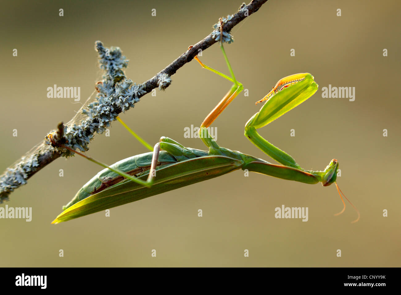 La prédation européenne (Mantis Mantis religiosa), suspendu à une branche qui se cache, l'Allemagne, Bade-Wurtemberg Banque D'Images