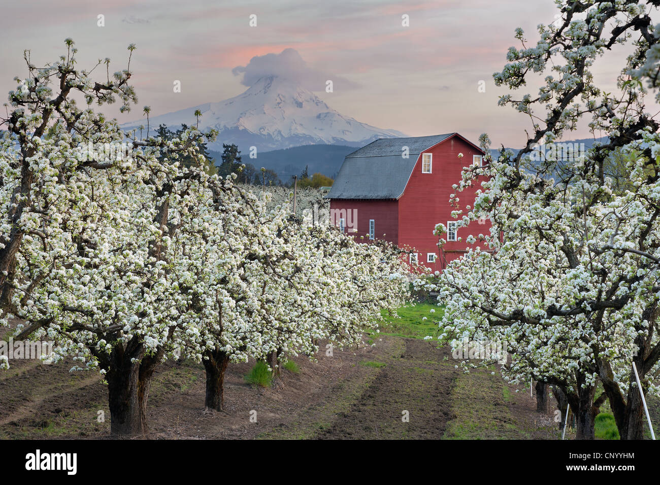 Grange rouge en verger de poires à Hood River Oregon au coucher du soleil Banque D'Images