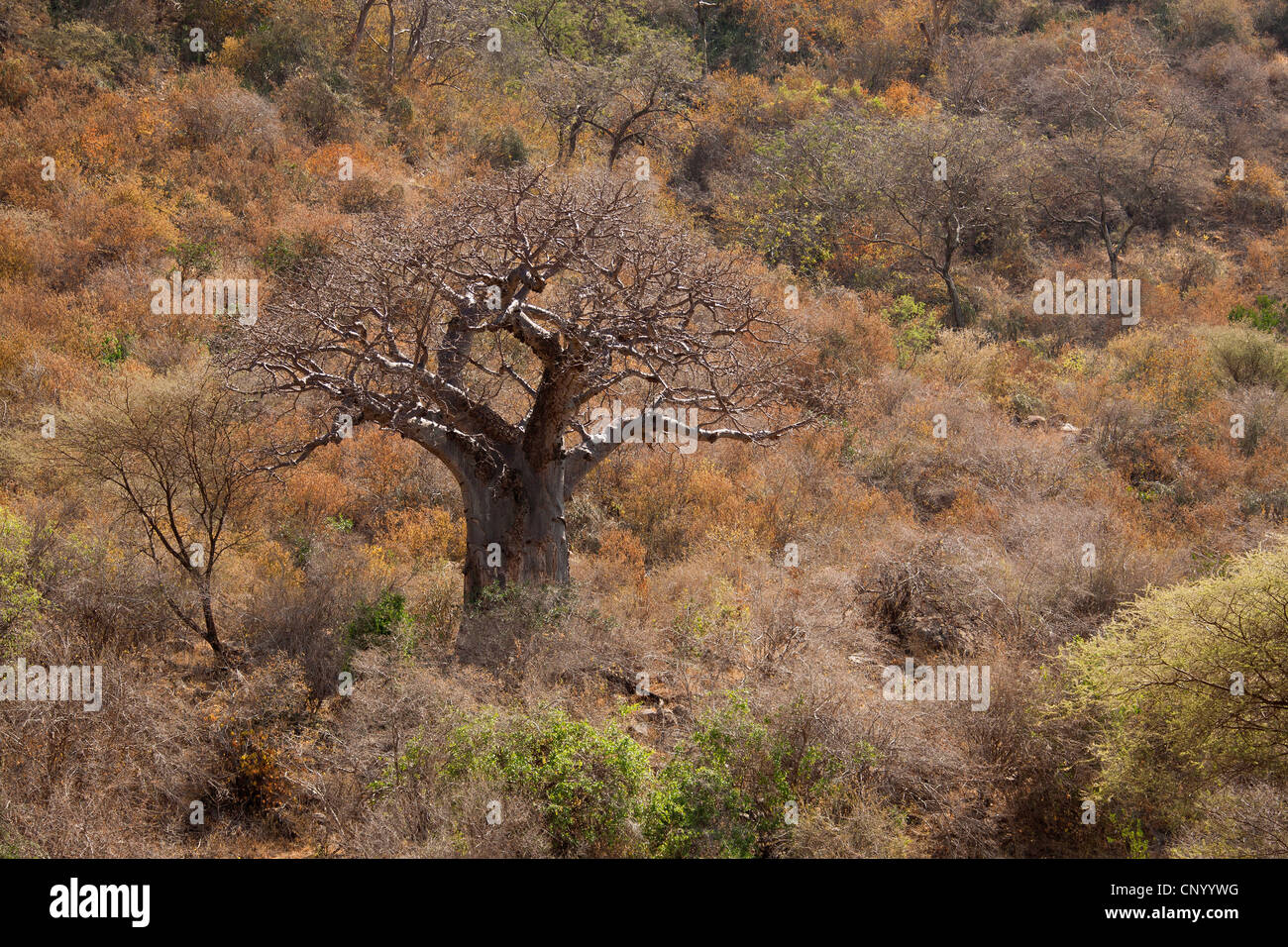 Baobab, pain de singe, singe tamarin (Adansonia digitata), Tanzanie Banque D'Images