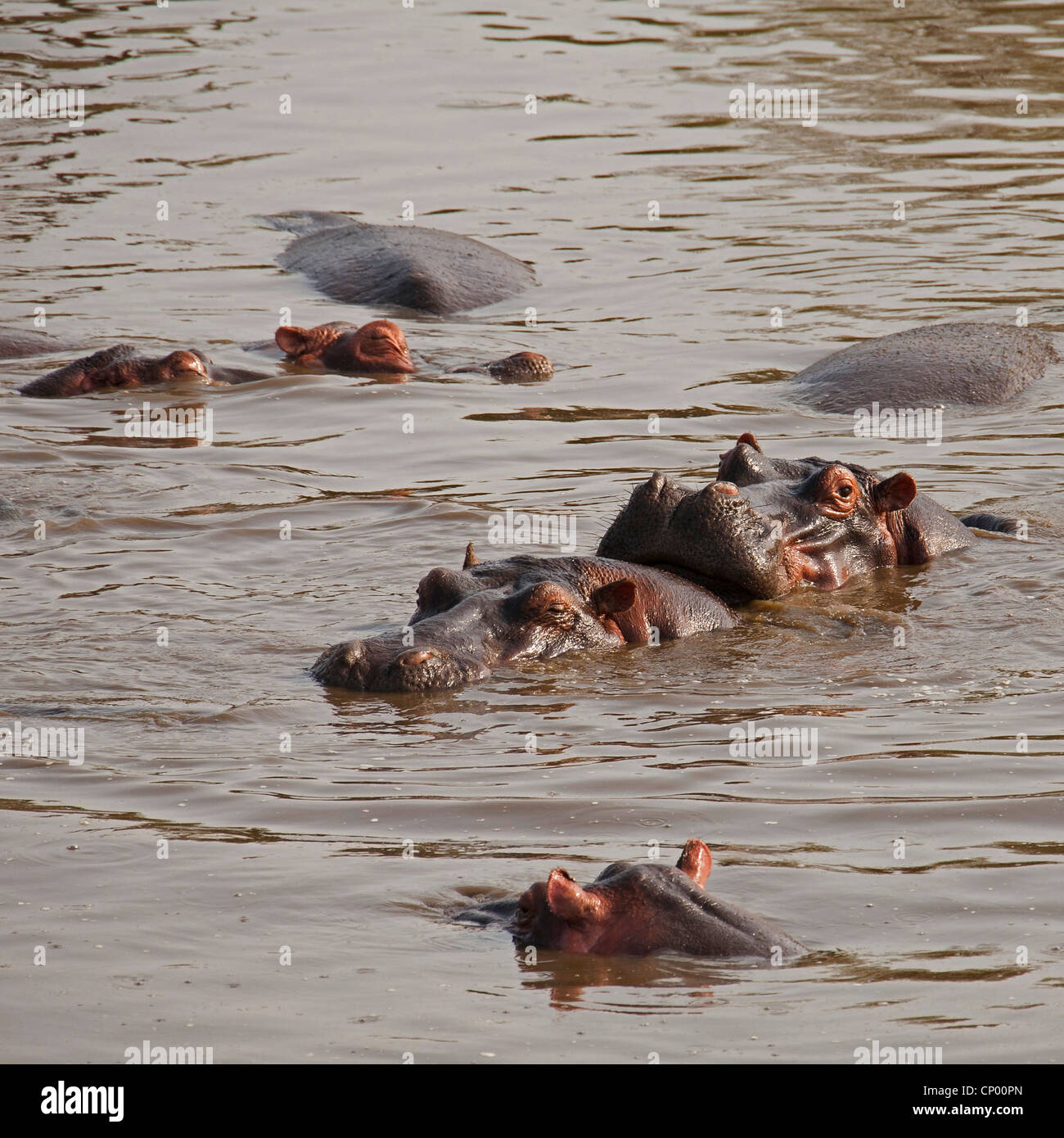 Hippopotame, hippopotame, hippopotame commun (Hippopotamus amphibius), des hippopotames dans un étang, Tanzanie Banque D'Images