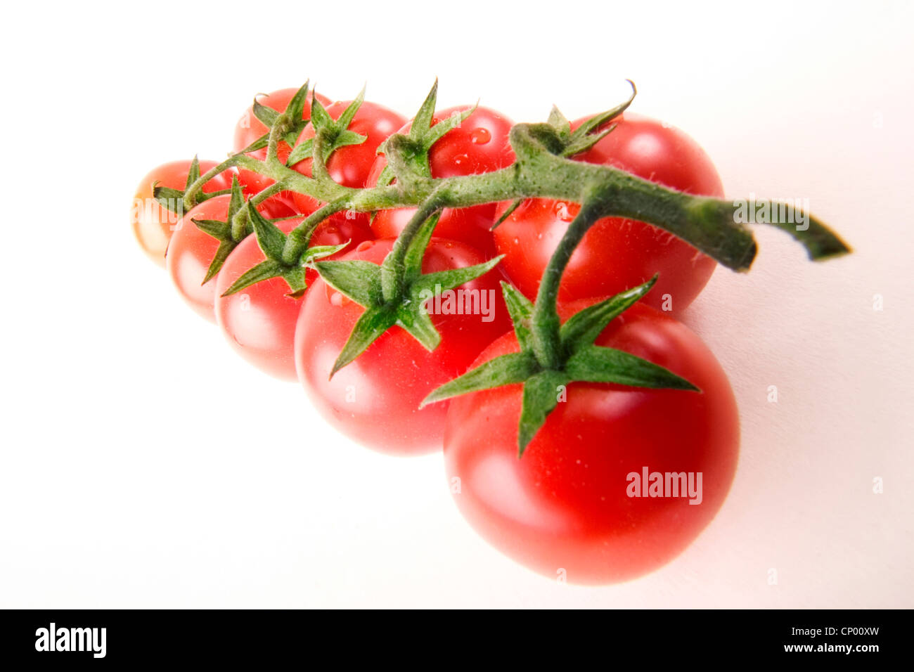 Jardin la tomate (Solanum lycopersicum, Lycopersicon esculentum), les tomates sur la vigne Banque D'Images