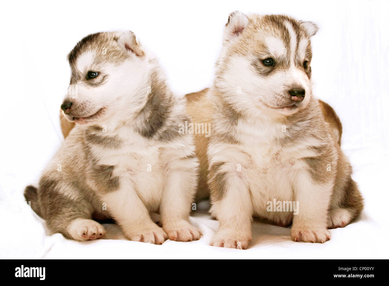 Alaskan Husky (Canis lupus f. familiaris), petits Banque D'Images