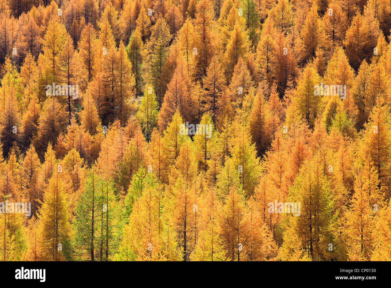 Le mélèze commun européen, mélèze (Larix decidua, Larix europaea), bois de mélèze en automne, la Suisse, Valais Banque D'Images