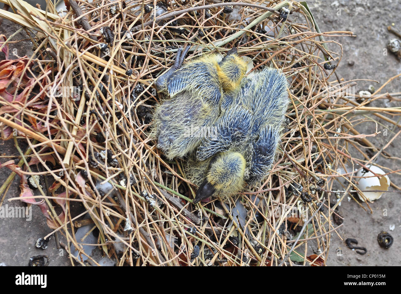Les pigeons deux petits bébé gris Banque D'Images
