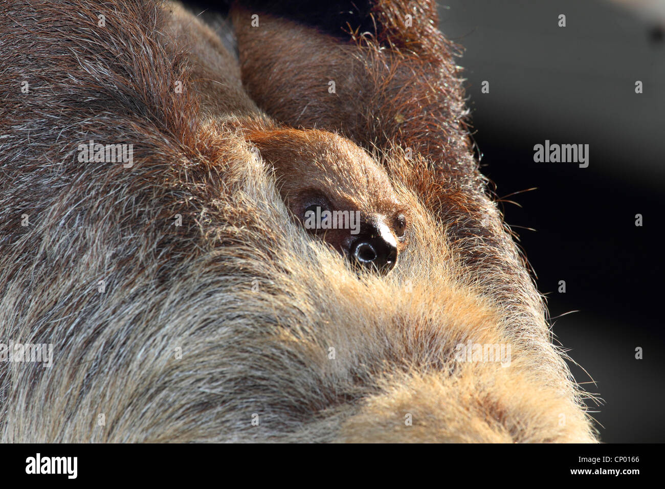 Deux Linné-toed sloth (Choloepus didactylus) de serrage, jeunes Banque D'Images