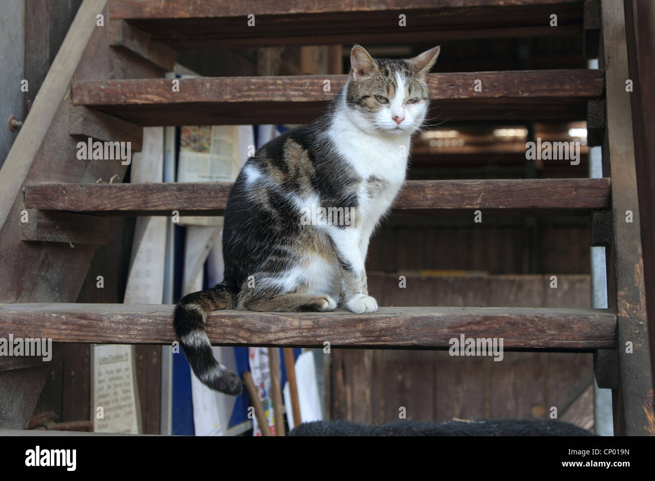 Chat domestique, le chat domestique (Felis silvestris catus) f., assis sur l'escalier en bois, Allemagne Banque D'Images