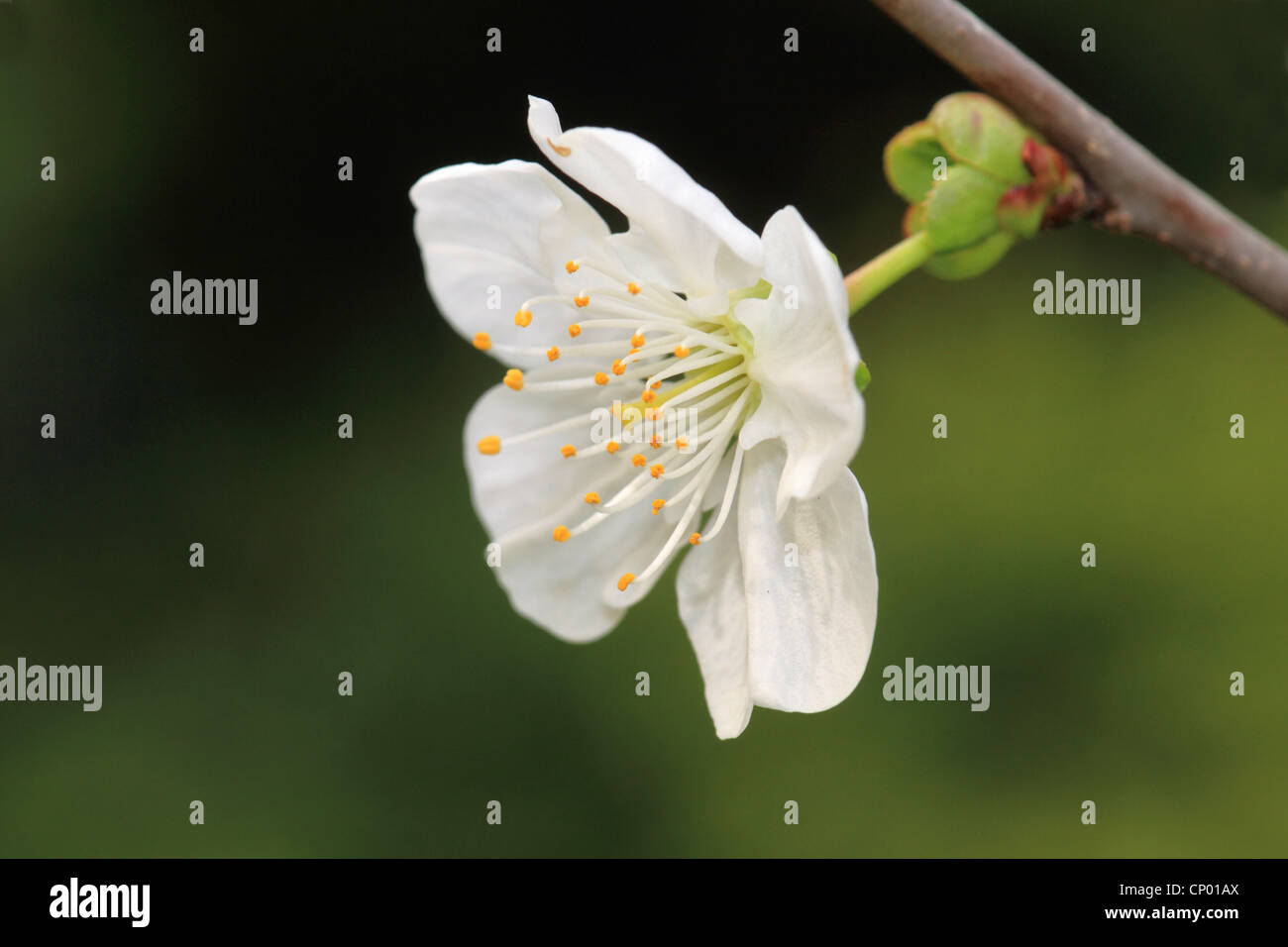 Cerisier nain, griotte, cerise (Prunus cerasus), fleur Banque D'Images