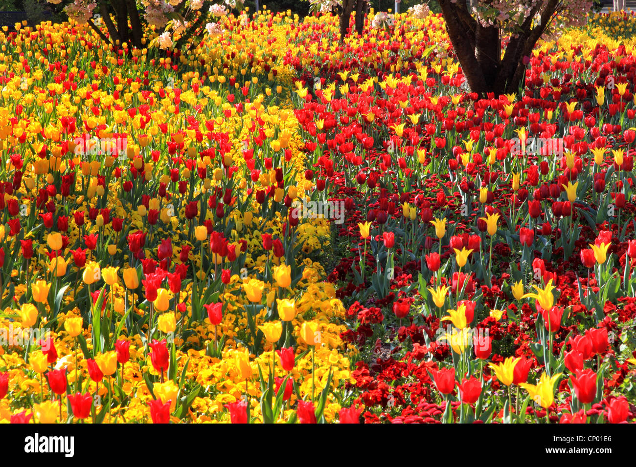 Jardin commun tulip (Tulipa spec.), parterre de tulipes rouges et jaunes, Bellis et pansy Banque D'Images