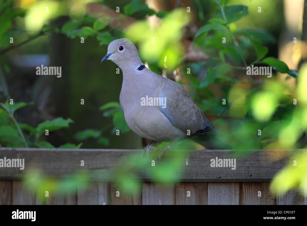 Tête (Streptopelia decaocto), Sitting on wooden fence, Allemagne Banque D'Images