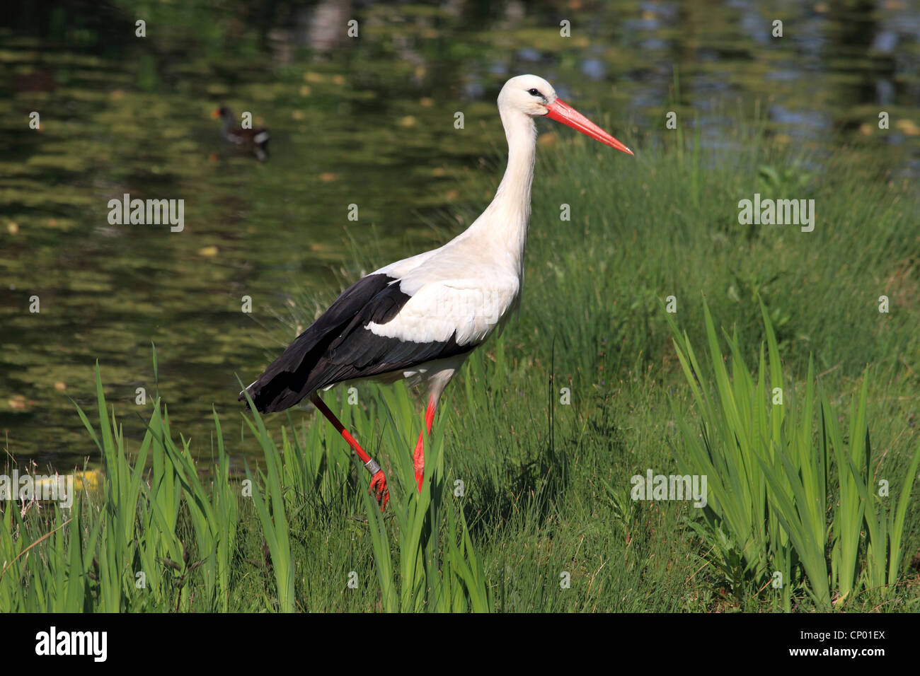 Cigogne Blanche (Ciconia ciconia), au bord de l'eau, de l'Allemagne Banque D'Images