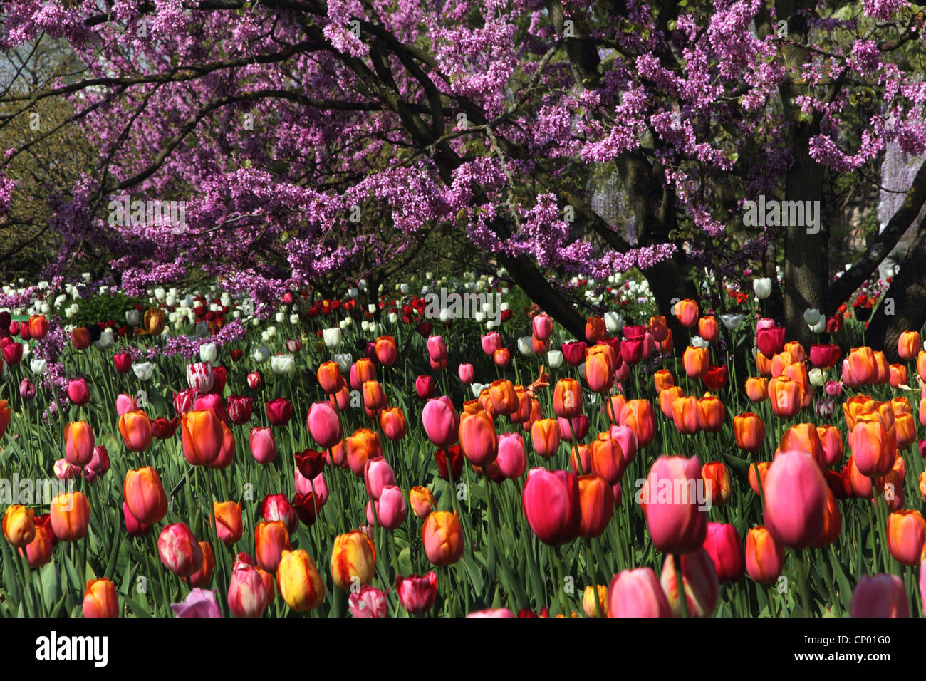 Arbre de Judée (Cercis siliquastrum arbre de Judée en fleur), avec des tulipes, Allemagne Banque D'Images