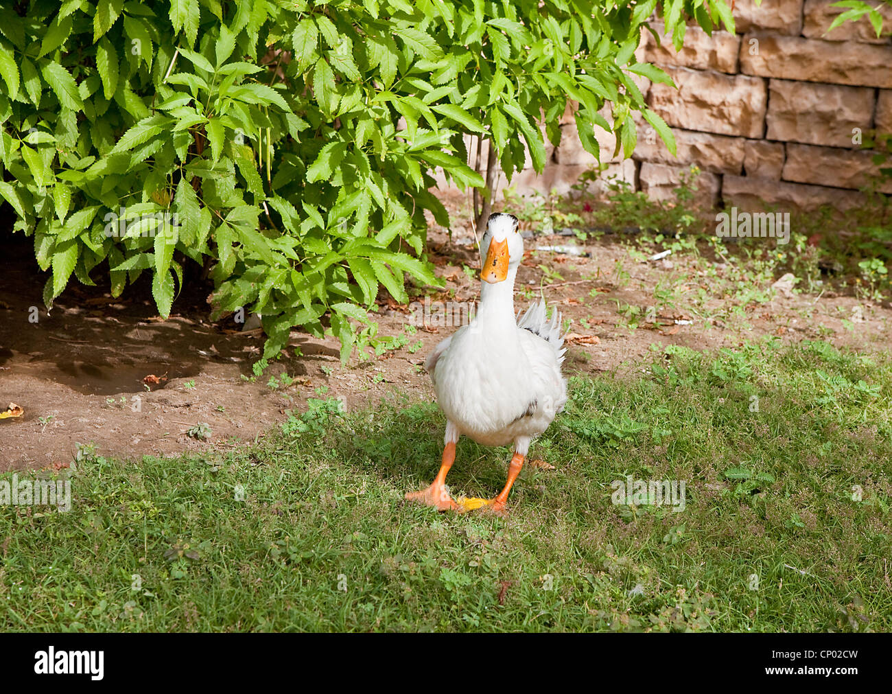 Canard colvert femelle, le canard sauvage, Banque D'Images