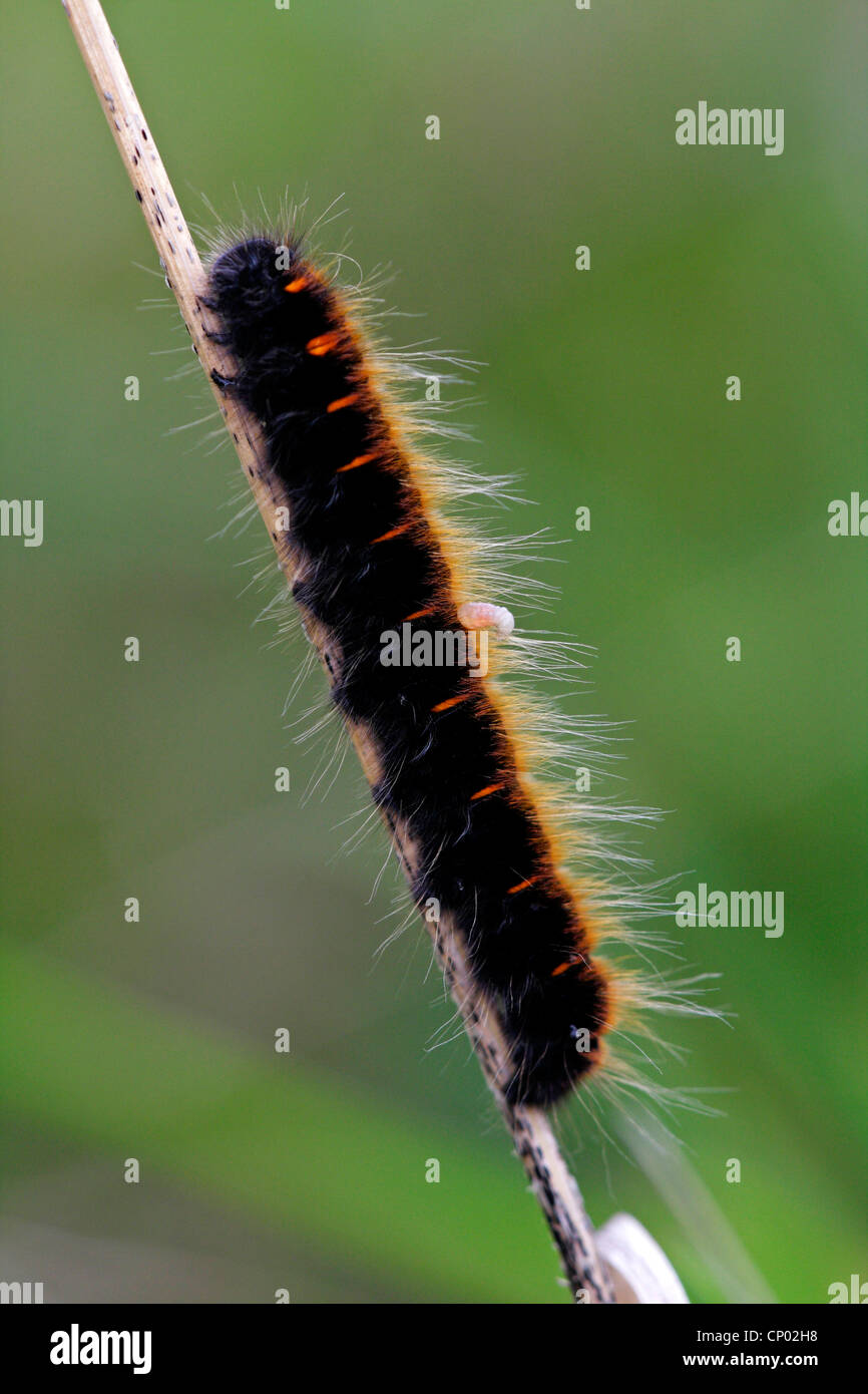 Fox Moth (Macrothylacia rubi), avec une larve de parasite, l'Allemagne, Bade-Wurtemberg Banque D'Images