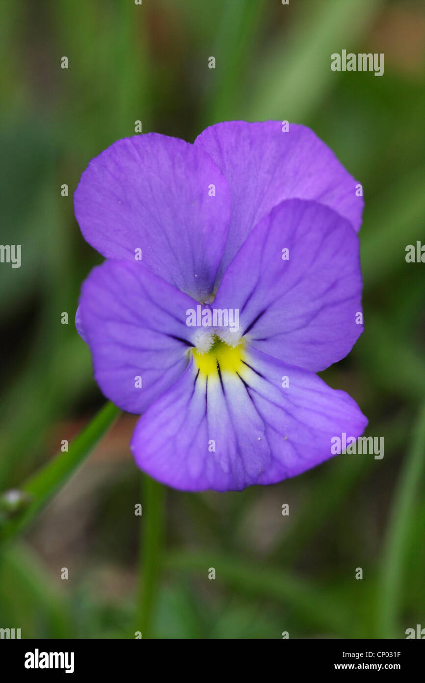 Violette (Viola calcarata suisse), fleur, Suisse, Valais, Riederalp Banque D'Images