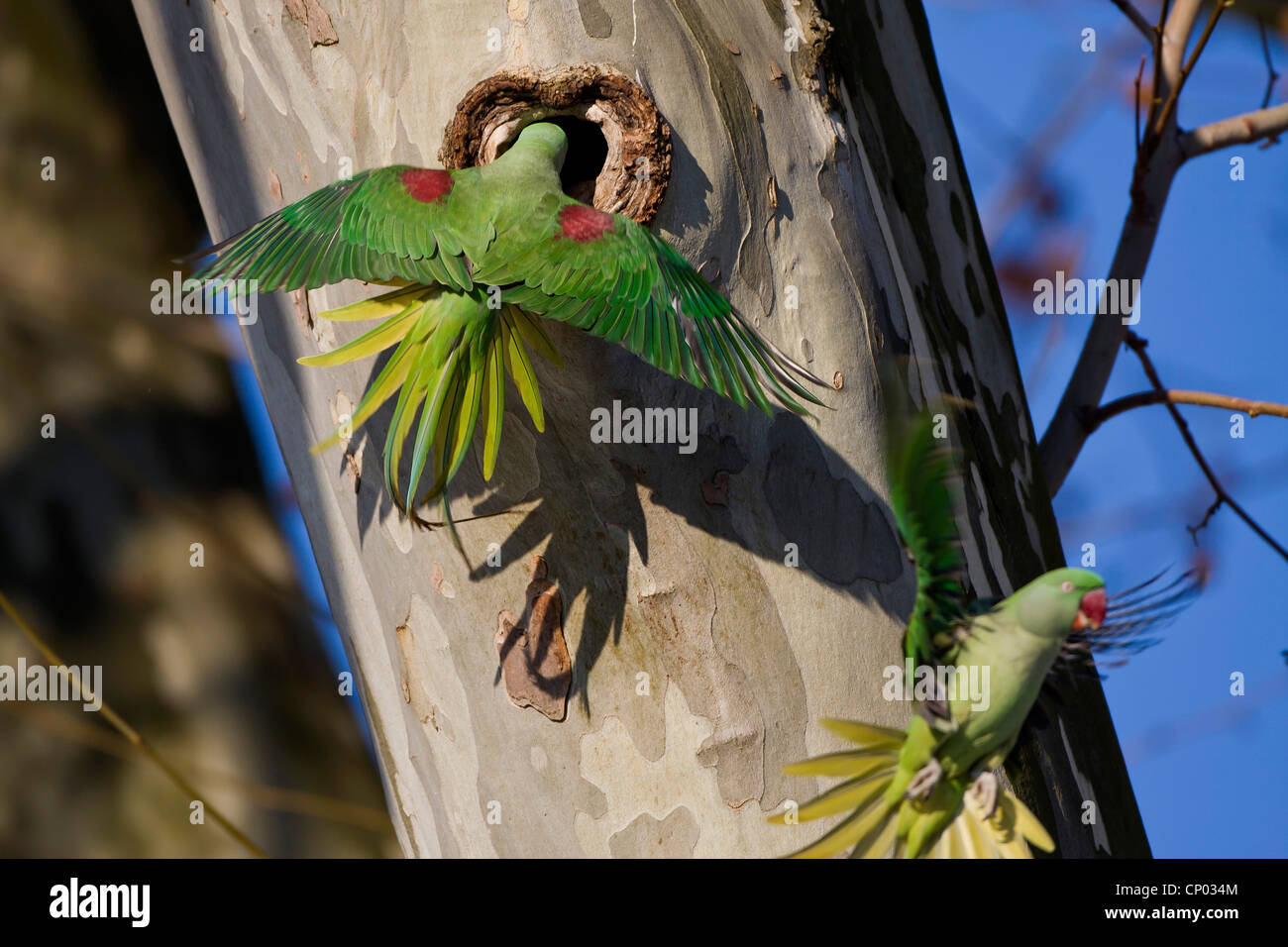 Alexandrine parakeet Psittacula eupatria (femelle), à son trou d'arbre d'un arbre plan, l'Allemagne, Hesse Banque D'Images