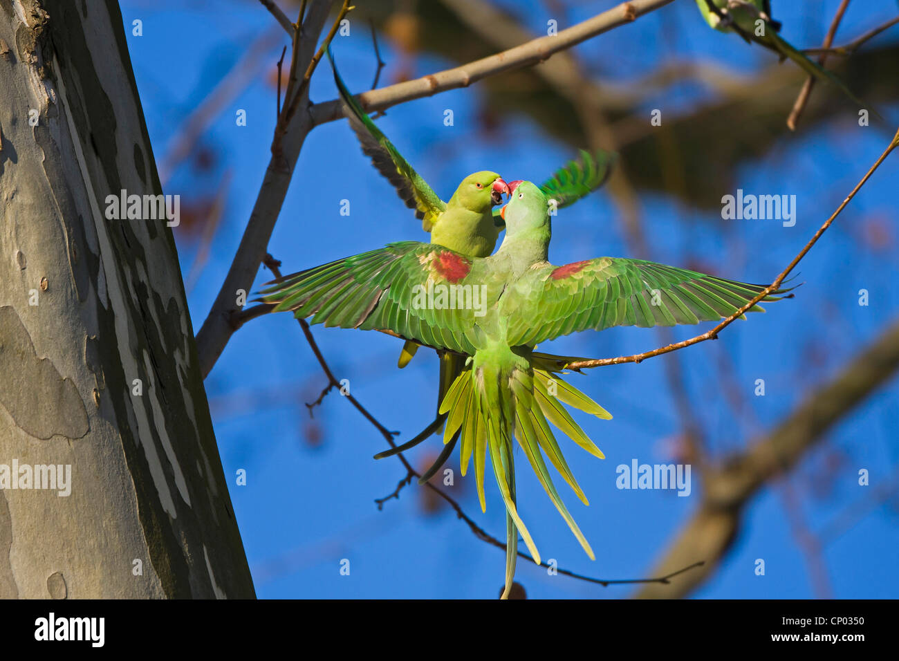 Alexandrine parakeet Psittacula eupatria (), femelle de se quereller avec héron pourpré, Psittacula krameri, pour un trou d'arbre, de l'Allemagne, Hesse Banque D'Images