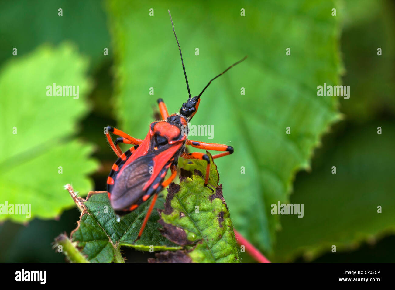 Rhynocoris iracundus Assassin (bug), assis sur une feuille, Allemagne Banque D'Images