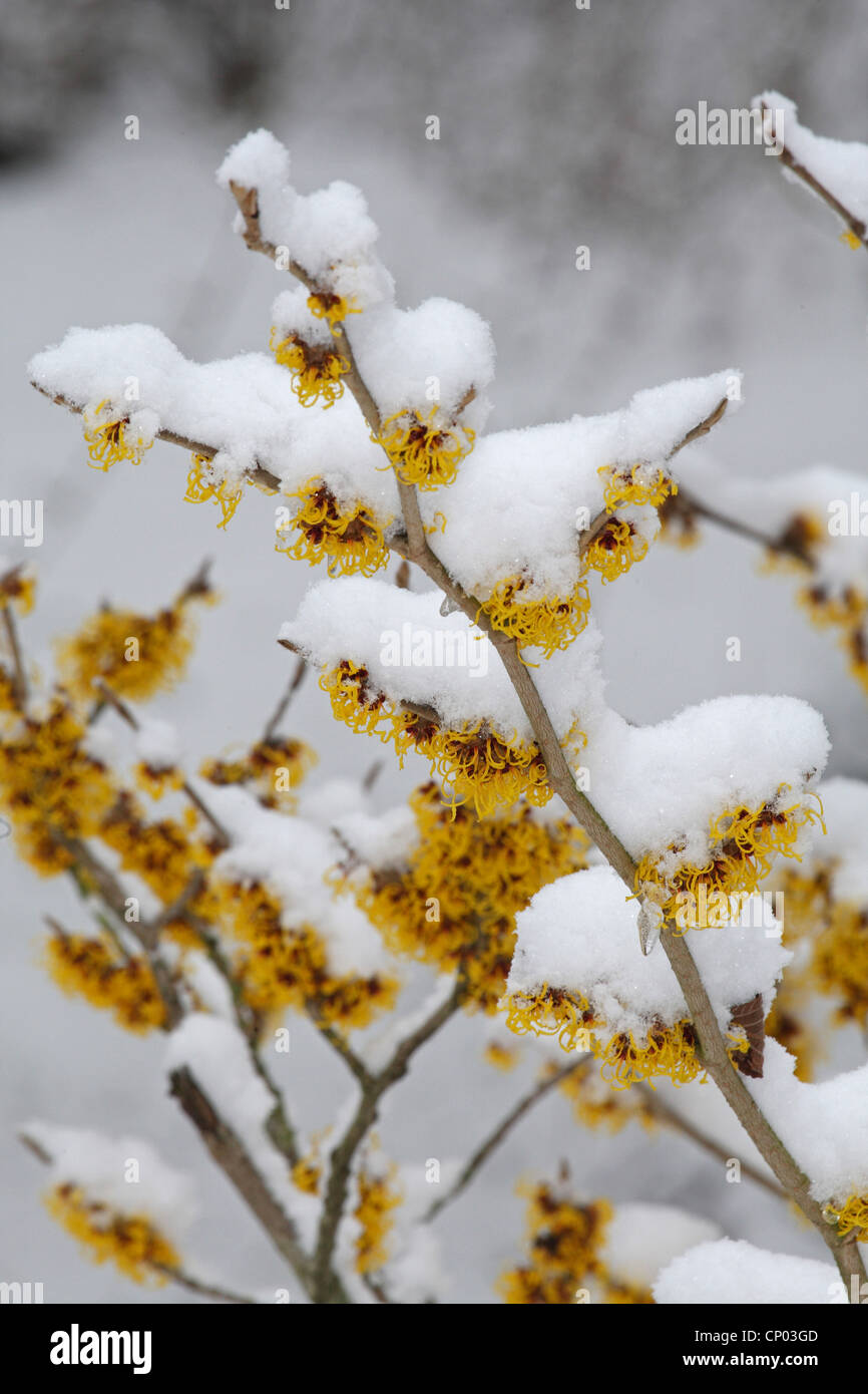 L'hamamélis (Hamamelis spec.), avec de la neige en fleurs Banque D'Images