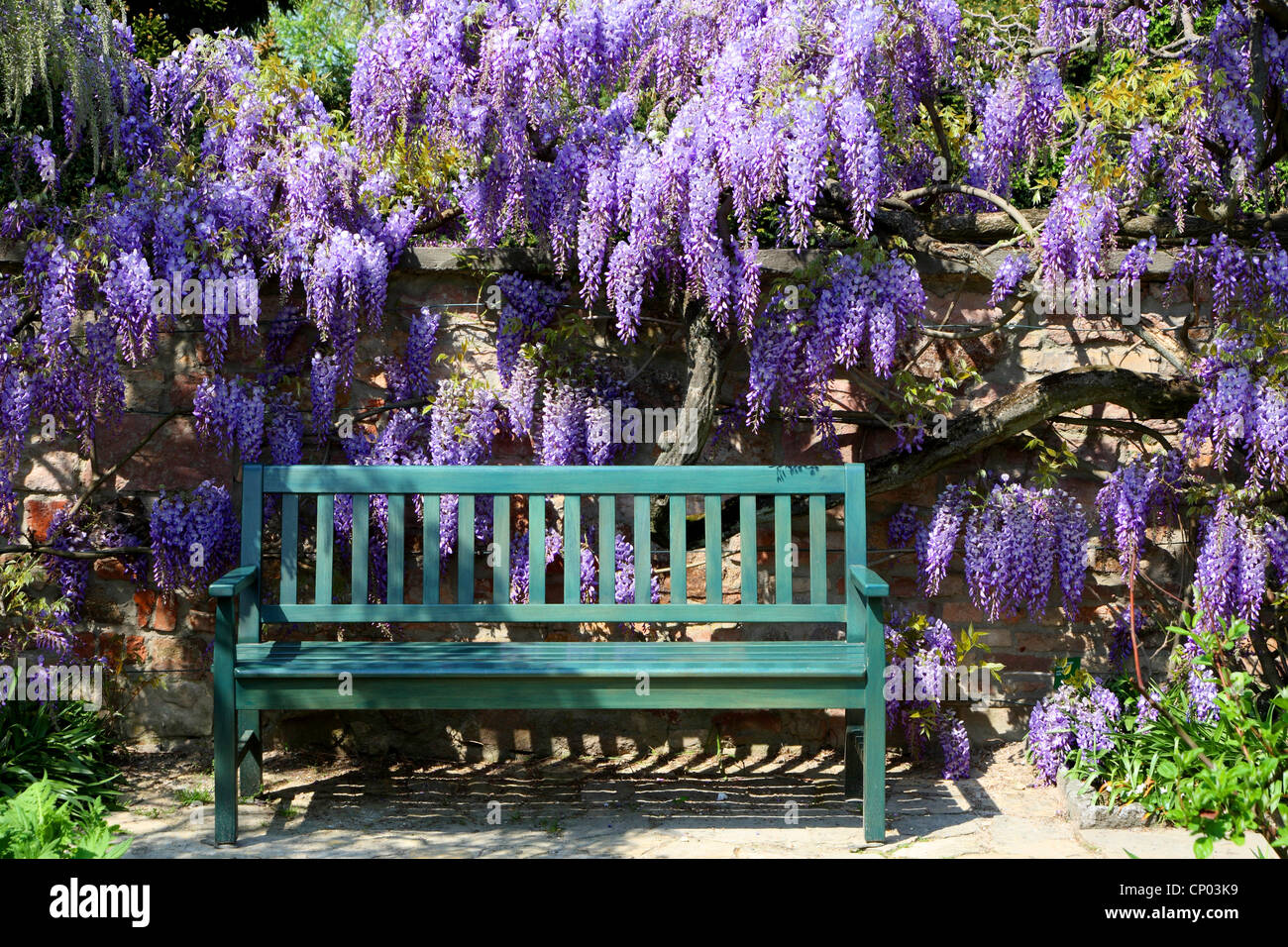 Glycine de Chine (Wisteria sinensis), glycines avec banc de jardin, Allemagne Banque D'Images
