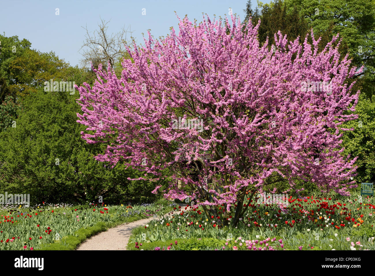 Arbre de Judée (Cercis siliquastrum) d'arbres en fleurs, Banque D'Images