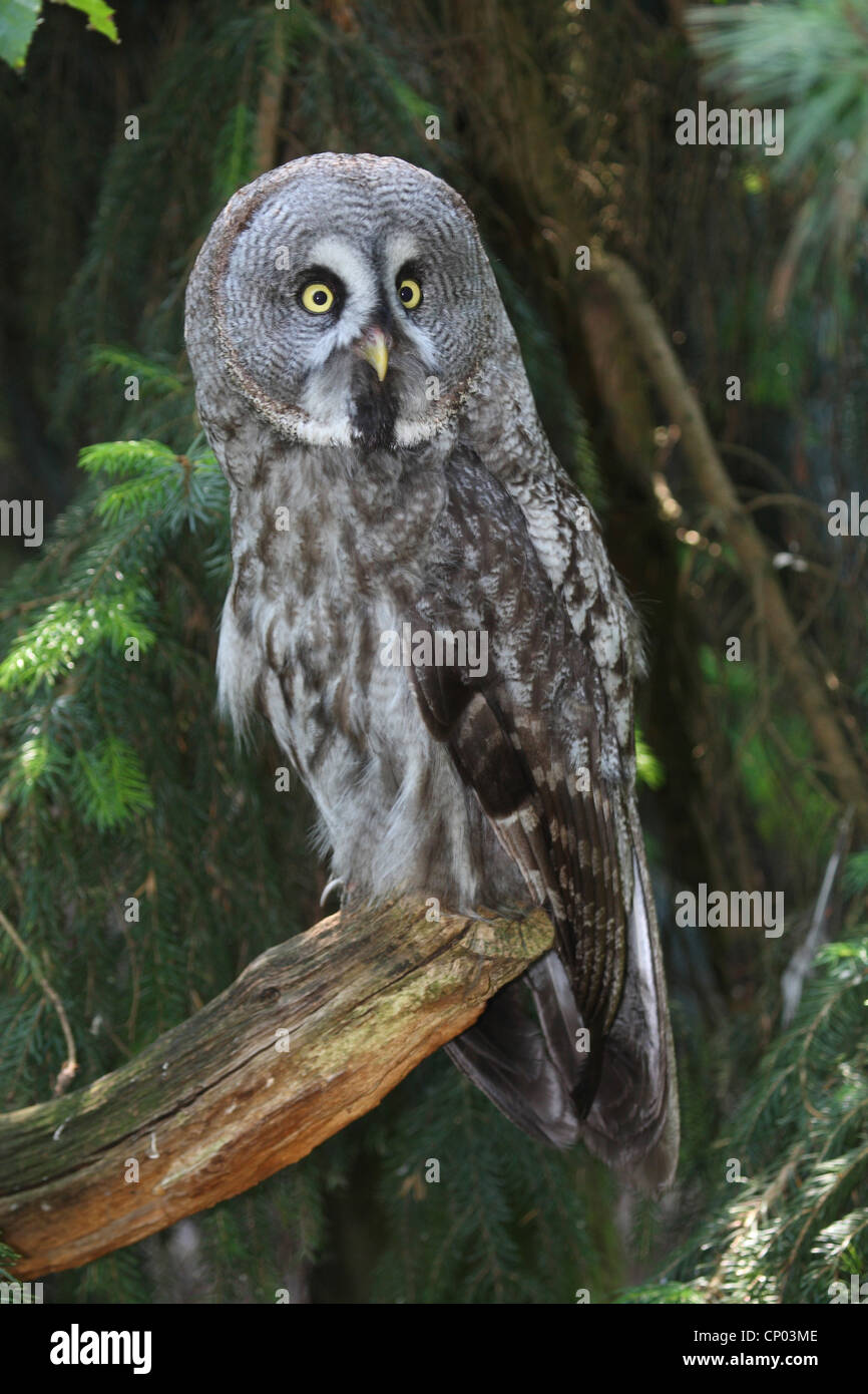 La Chouette lapone (Strix nebulosa), assis sur une branche Banque D'Images