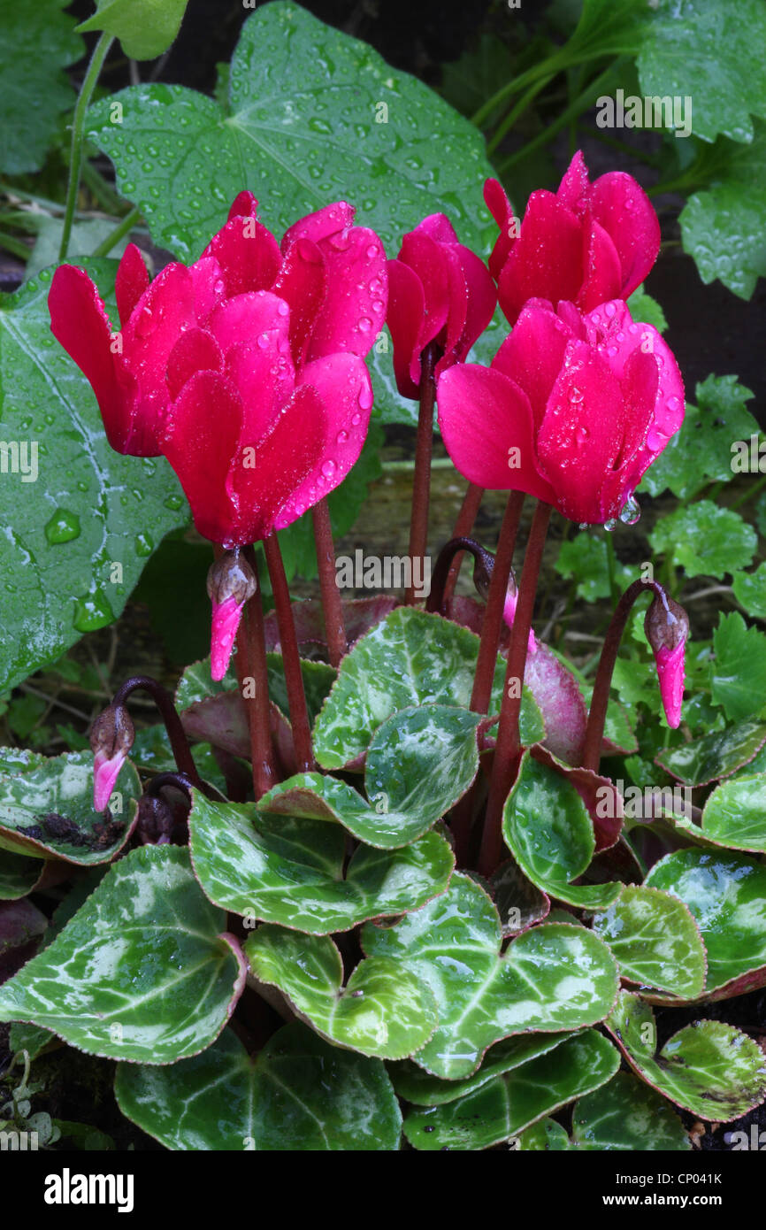 Les fleuristes Cyclamen (Cyclamen persicum), blooming Banque D'Images