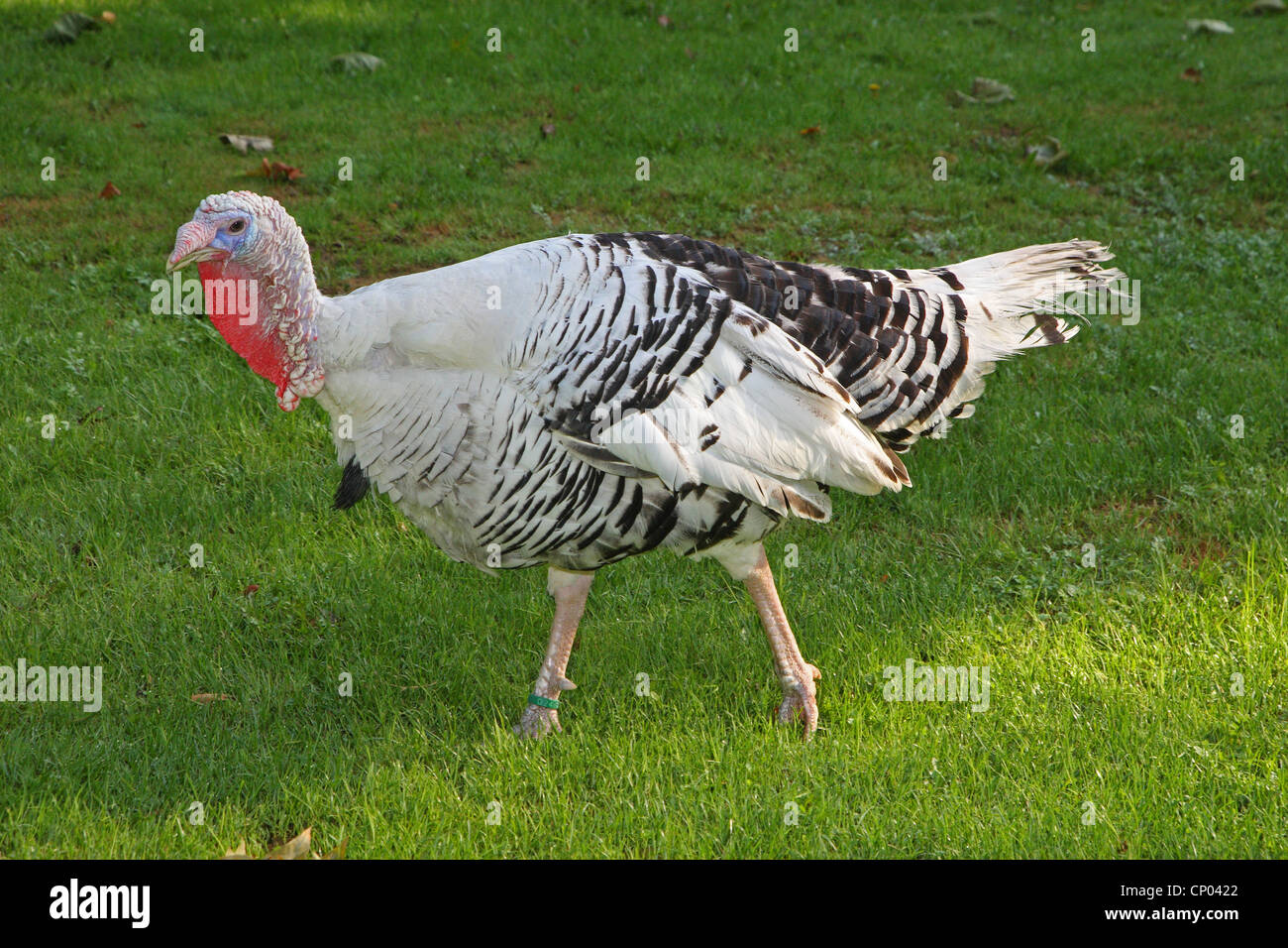 La Turquie commun (Meleagris gallopavo), Croellwitzer Pute Banque D'Images