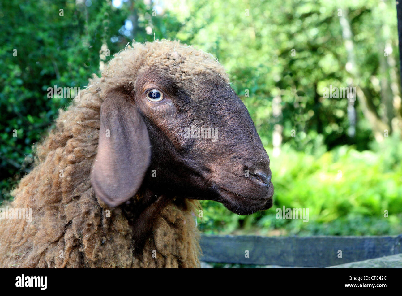 Brown mountain sheep (Ovis ammon aries. f), portrait Banque D'Images