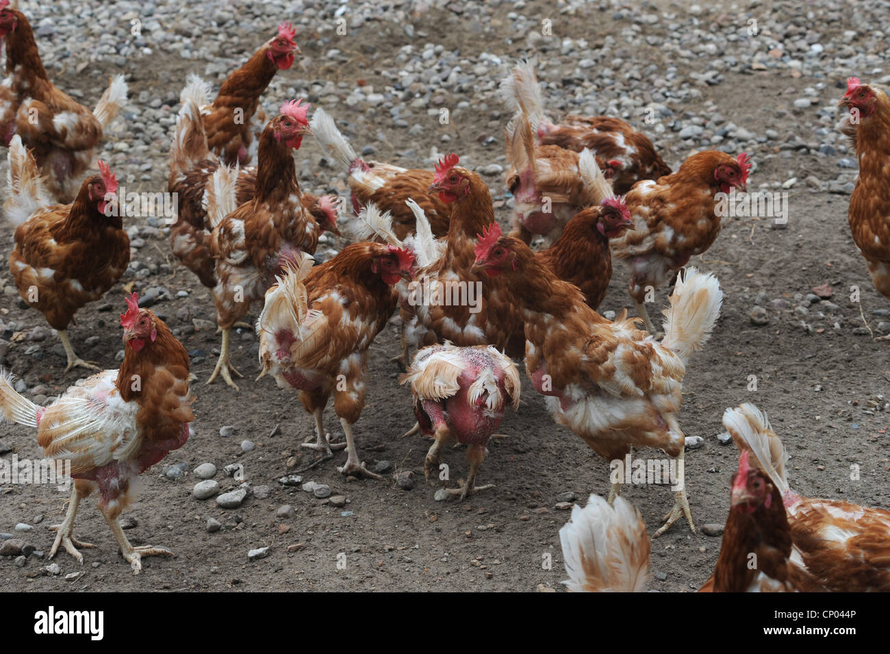 Les oiseaux domestiques (Gallus gallus f. domestica), les poules en liberté avec plumes arrachées, Allemagne, Banque D'Images