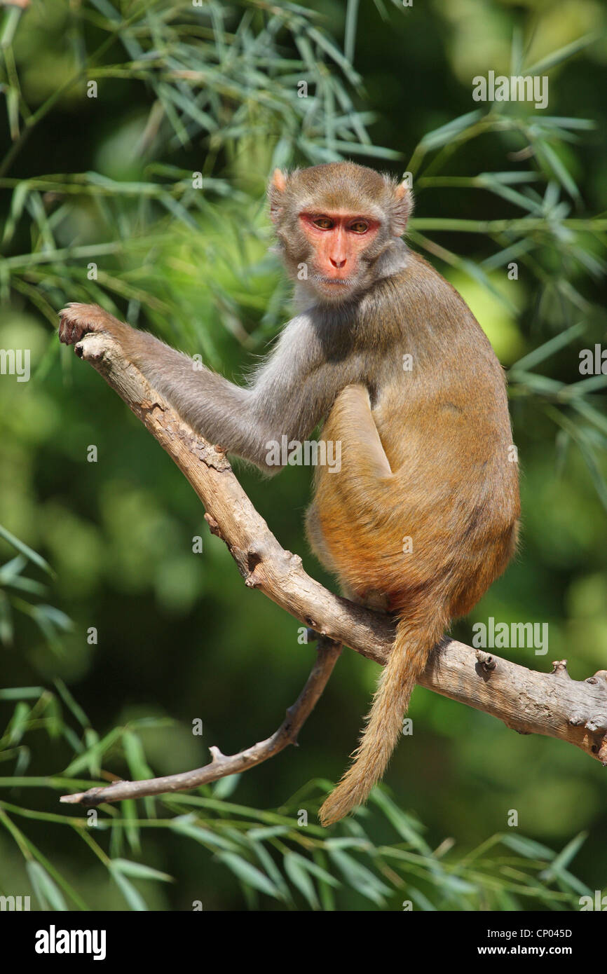 Singe rhésus, macacque Rhésus (Macaca mulatta), assis sur une branche, l'Inde Banque D'Images