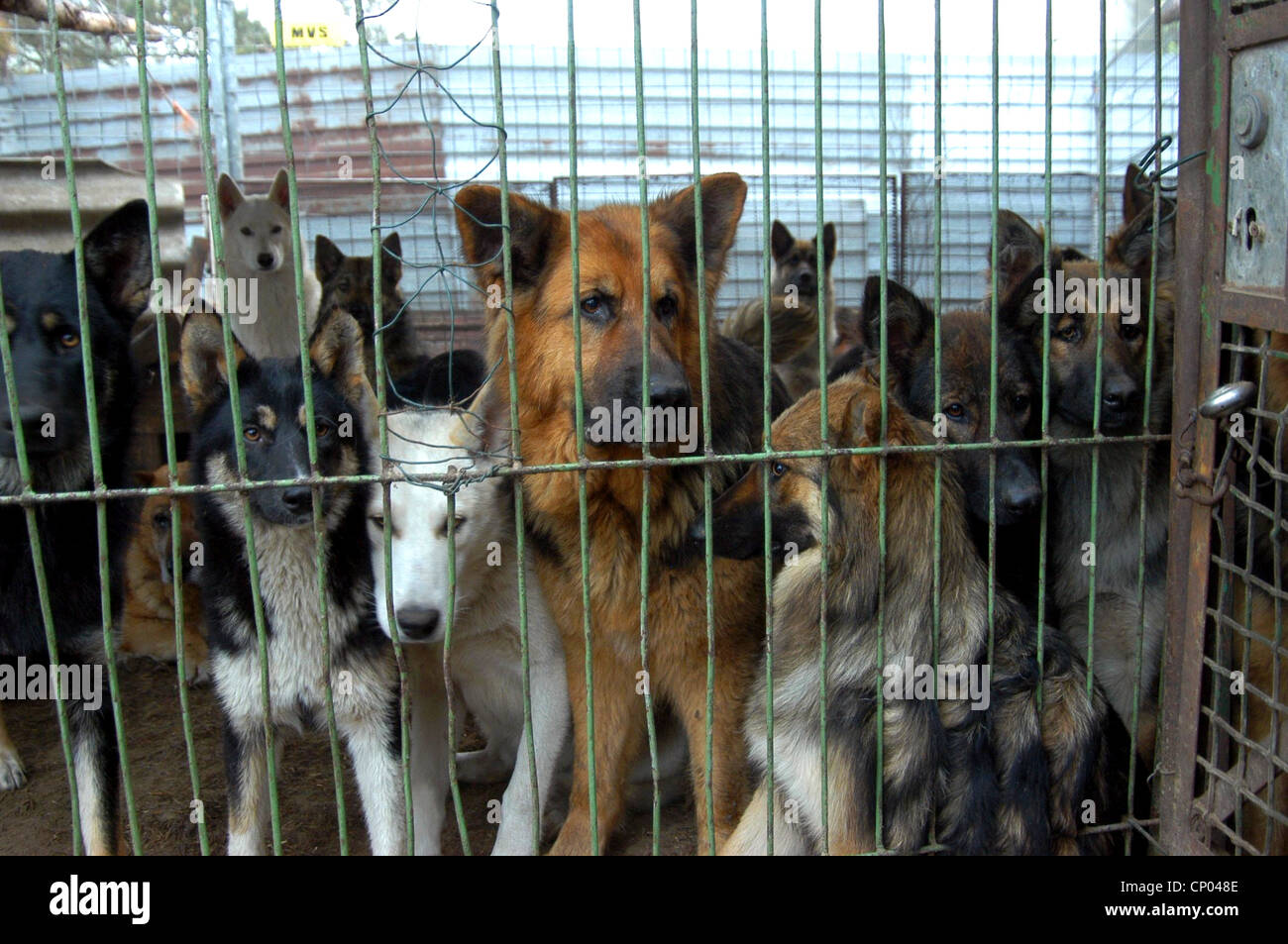 Chien domestique (Canis lupus f. familiaris), beaucoup de chiens en cage dans un chenil, animal hoarding, Allemagne, Banque D'Images