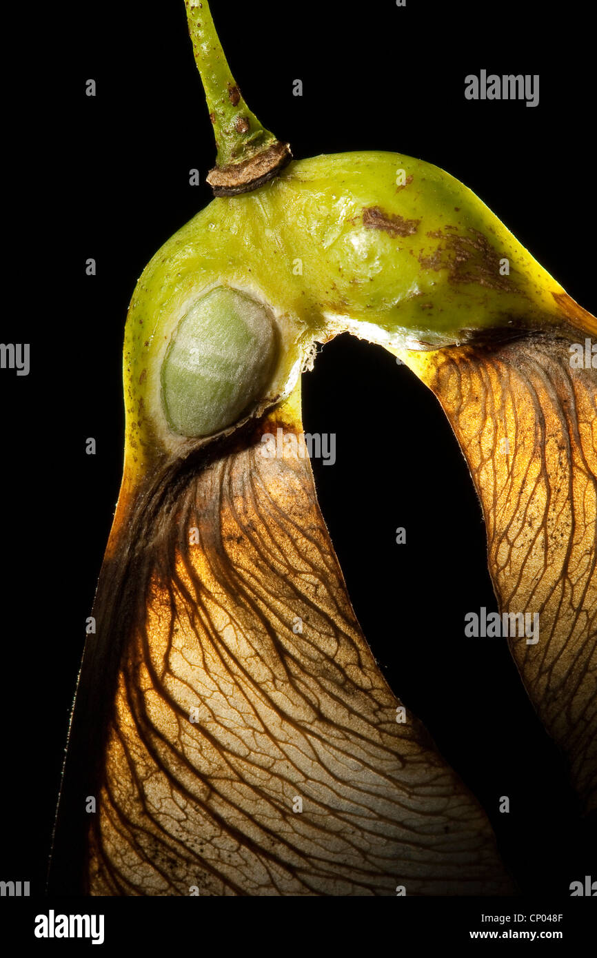 L'érable sycomore, grand érable (Acer pseudoplatanus), fruit d'un érable, a ouvert à jeter un oeil sur une graine, Allemagne Banque D'Images