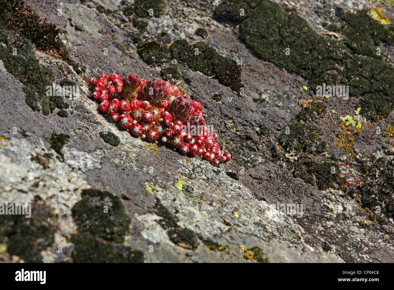 Maison d'araignée araignée, poireau (houseleek Sempervivum arachnoideum), poussant sur un rocher, Suisse, Valais Banque D'Images