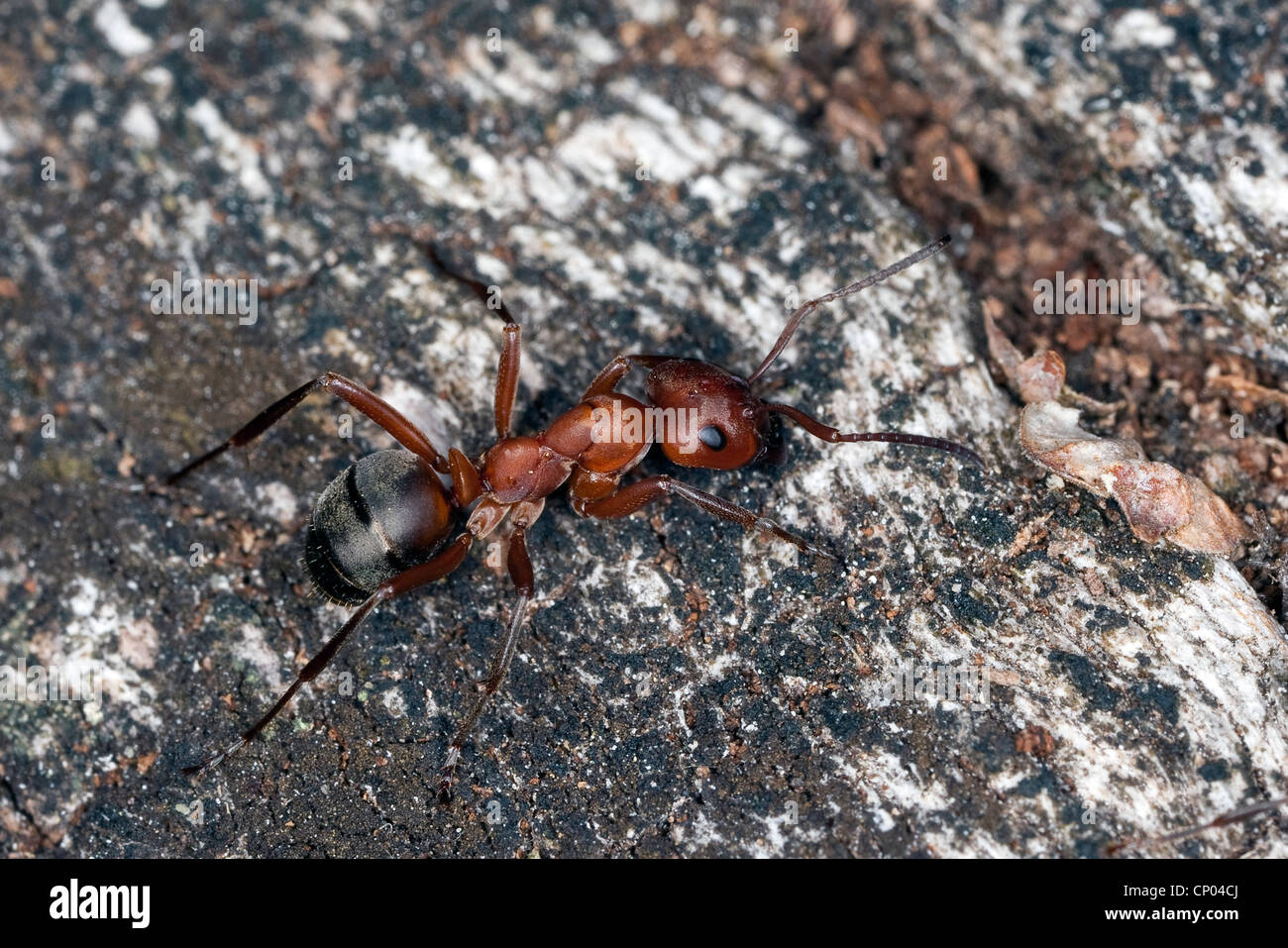 Fourmi rouge sang, de l'Esclave Formica sanguinea, ant (Raptiformica sanguinea), sur l'écorce Banque D'Images