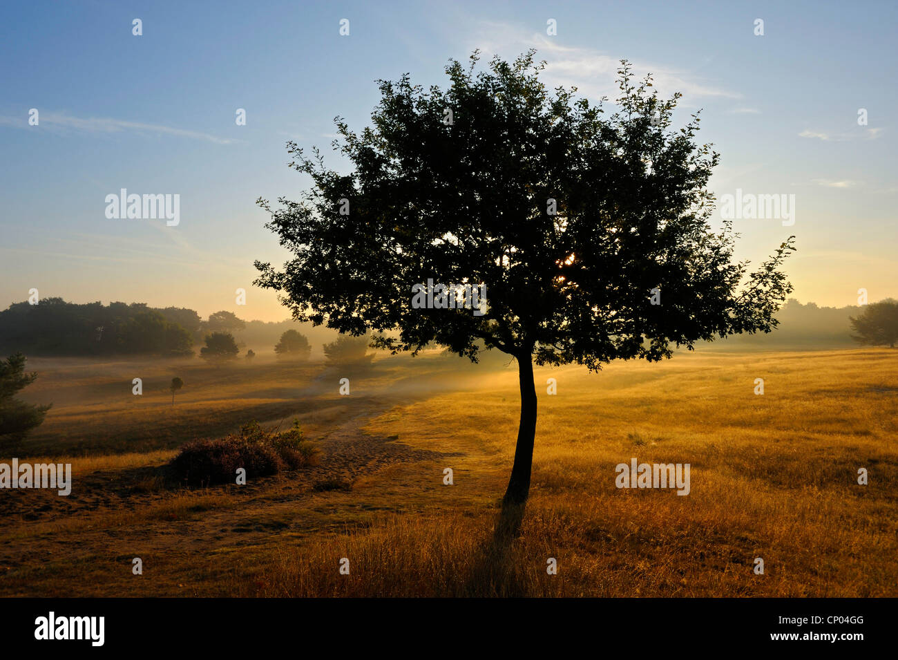 Chêne (Quercus spec.), les jeunes en chêne rétro-éclairage au lever du soleil, de l'Allemagne, Rhénanie du Nord-Westphalie, la réserve naturelle du Westruper Heide Banque D'Images