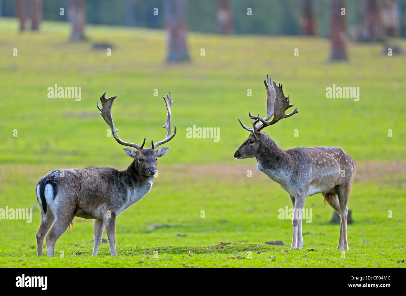 Le daim (Dama dama, Cervus dama), les combats de cerfs au moment du rut, Allemagne, Rhénanie du Nord-Westphalie Banque D'Images