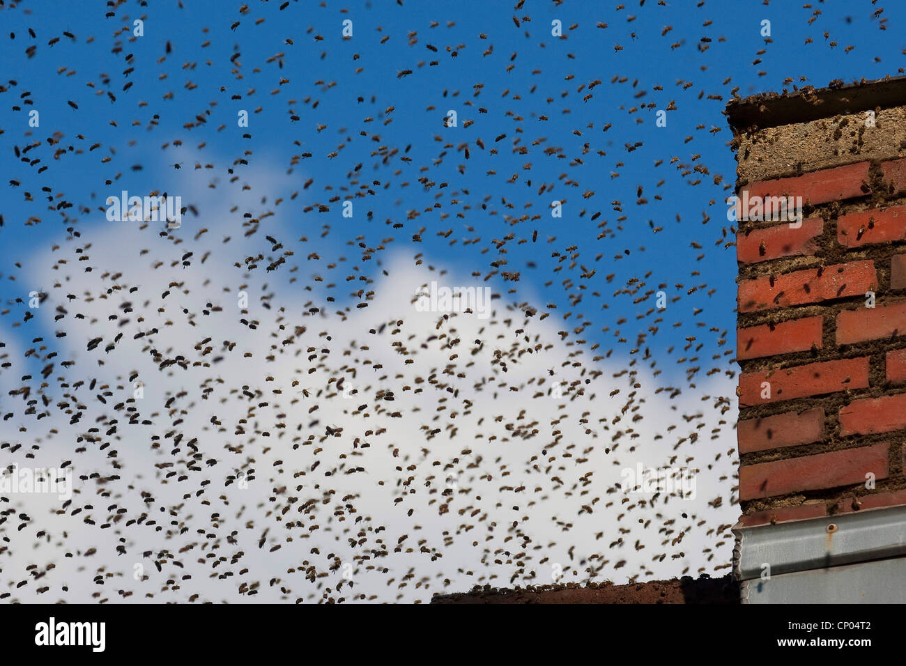 Abeille, ruche abeille (Apis mellifera mellifera), l'essaim d'abeilles en laissant une ruche, Allemagne Banque D'Images