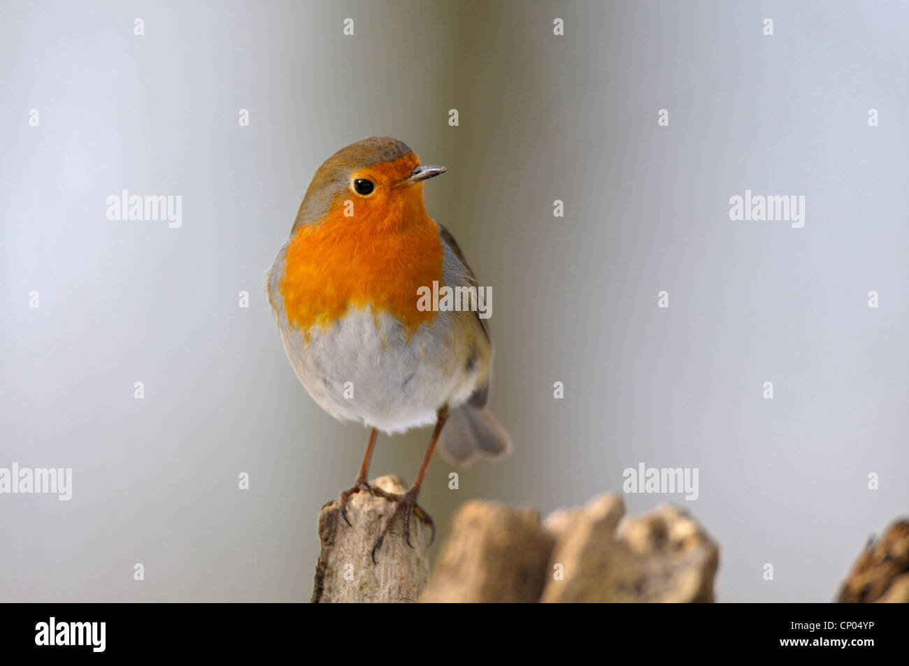 European robin (Erithacus rubecula aux abords), assis sur un arbre snag, Allemagne, Rhénanie du Nord-Westphalie Banque D'Images